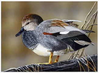 Gadwalls in Flight Win 24 25 Duck Stamp Contest ODWC